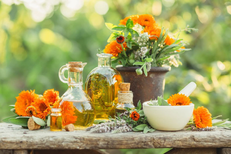 Calendula, Pot Marigold, English Marigold, Poet's Marigold